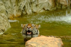 IMG_2090