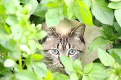 野良猫