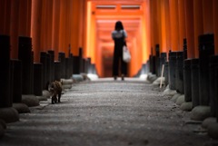 鳥居連なる道を、猫とネコが案内