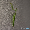 深夜のカマキリ