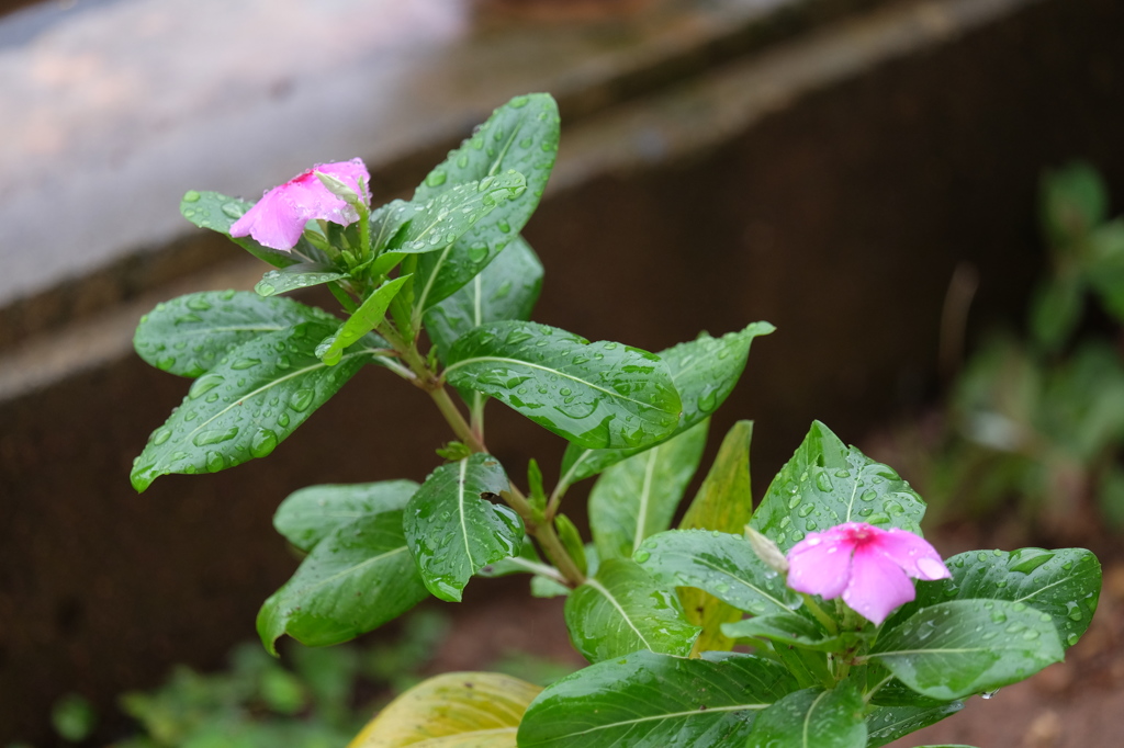 雨花