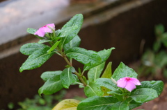 雨花