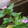 雨花