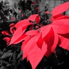 クリスマス花