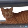 日向ぼっこ