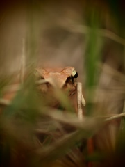 frog_eye