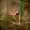 frog_eye