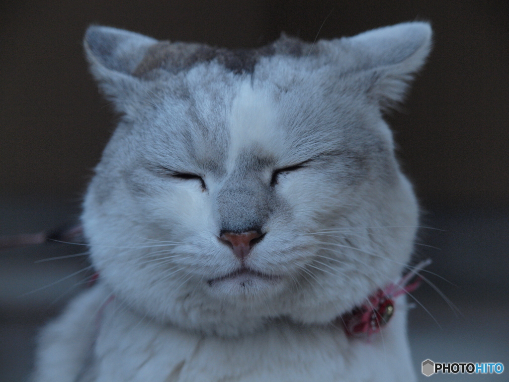 ふてぇ猫