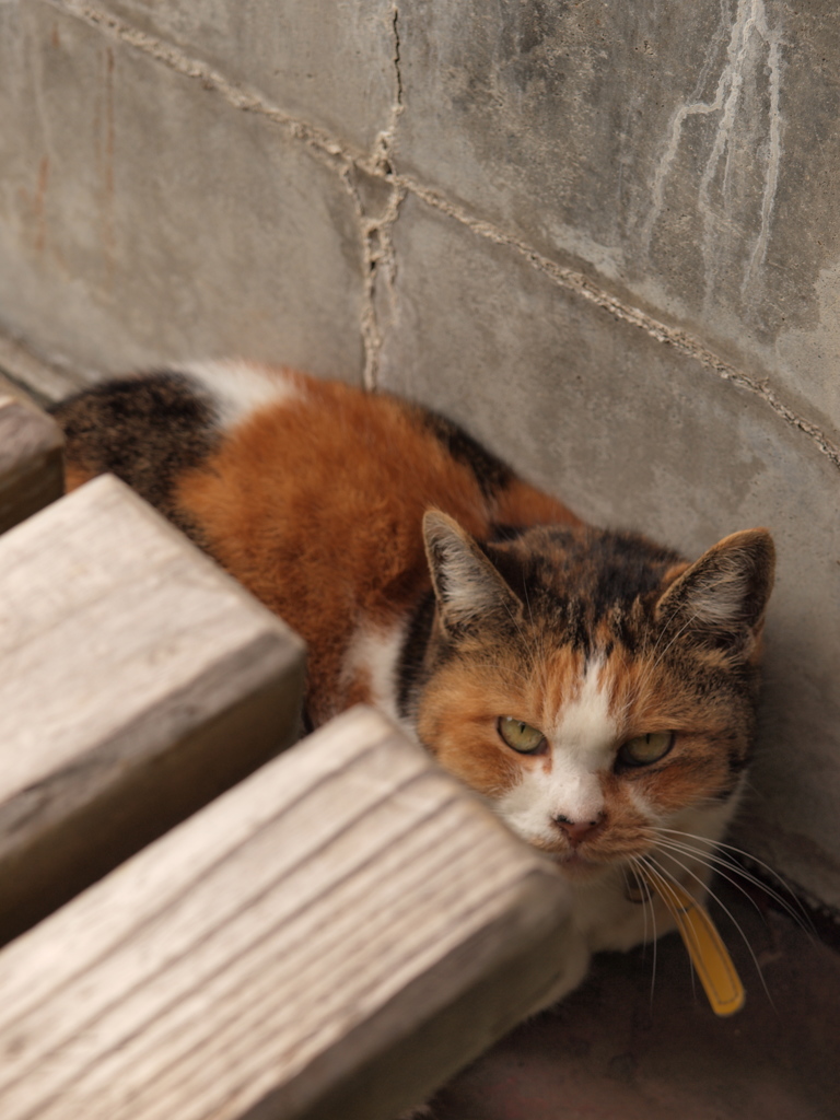 ふてえ野郎ねこ