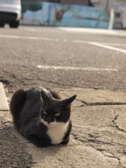 耳がねこ