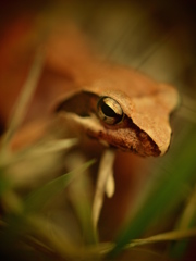 frog_nose