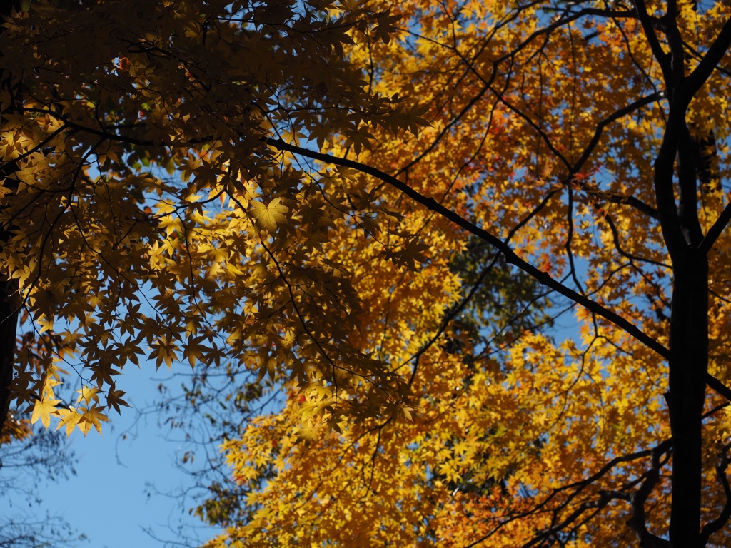 紅葉_草津２