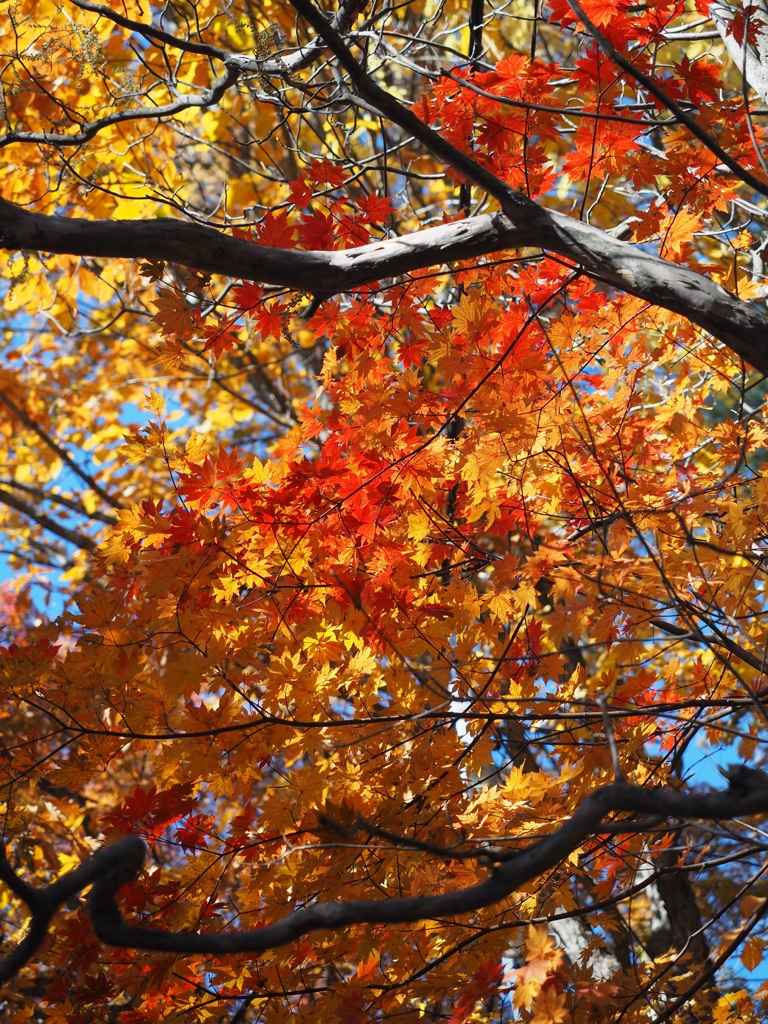 紅葉_草津３