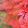 紅葉_軽井沢