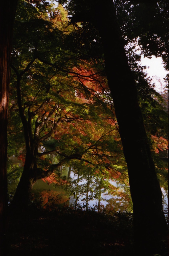 2015年の紅葉