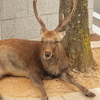 野生を捨てた男