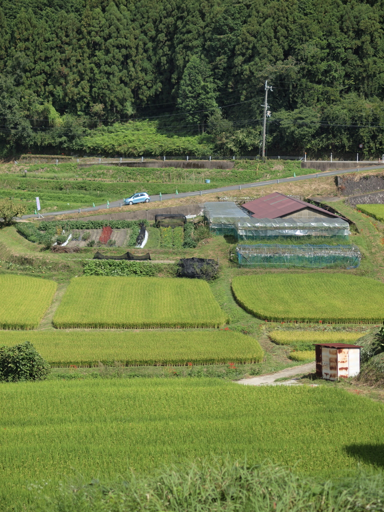 田んぼ