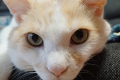 ねこ