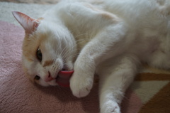 ねこ