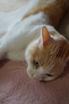 ねこ