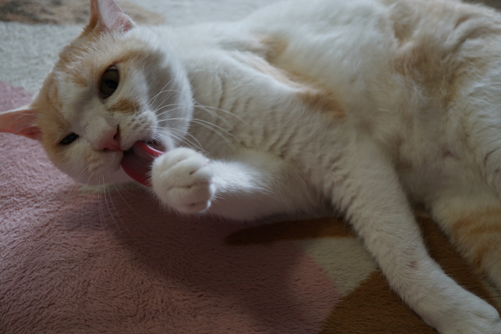 ねこ