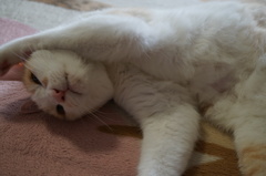 ねこ