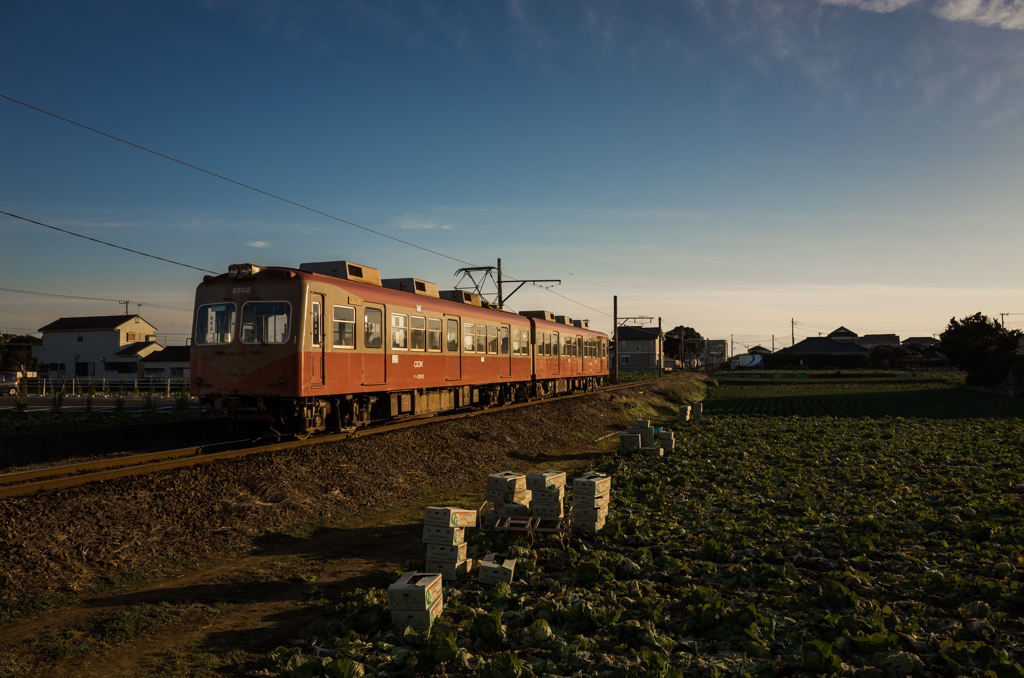 電車とキャベツ畑