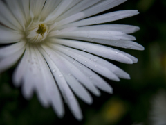 あめの近所散歩