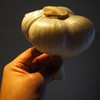 でっかいニンニク！