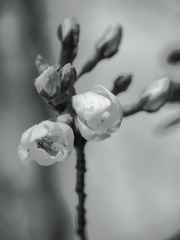 一年でたった数日