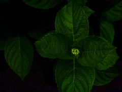 みどりのせかい。