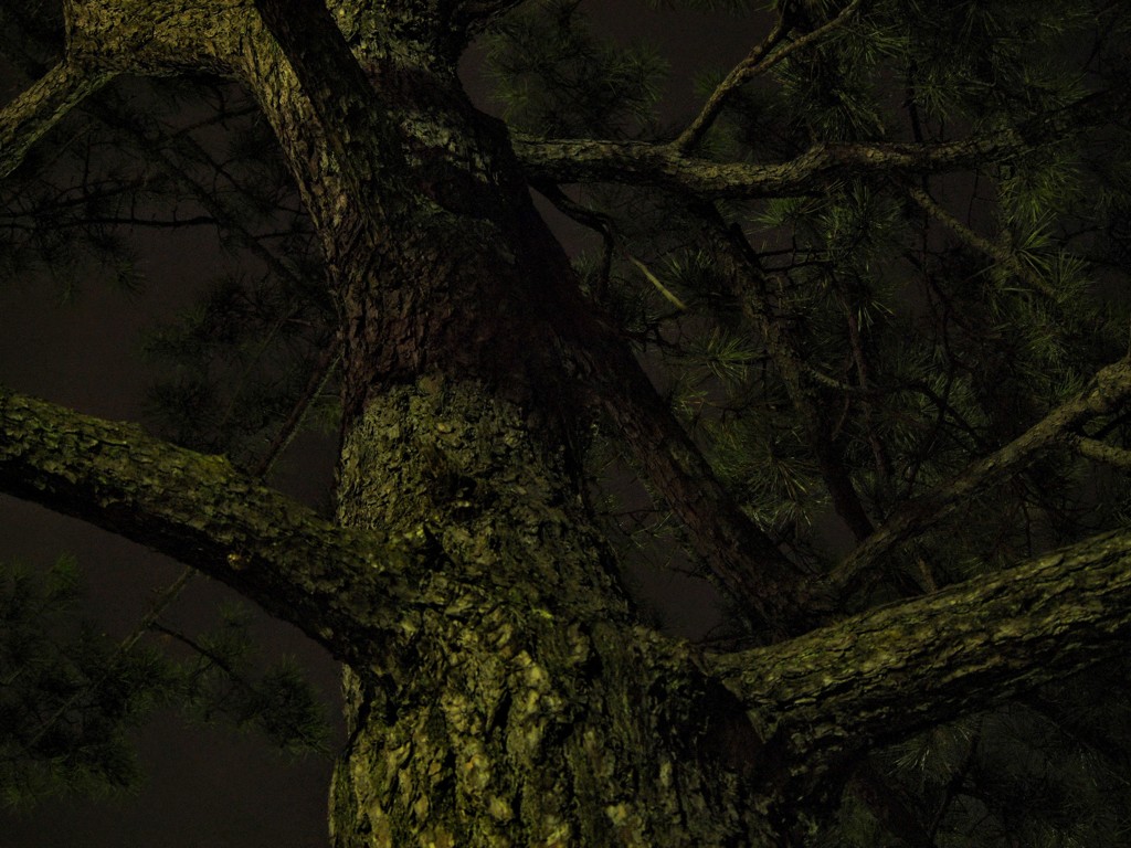 よる・まつ