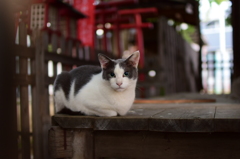 神社さん