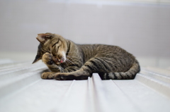 屋根ねこ