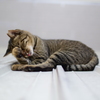 屋根ねこ