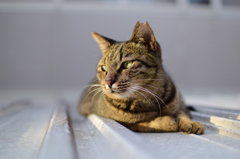 屋根ねこ