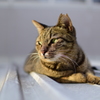 屋根ねこ