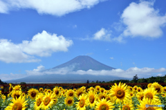 ひまわりと富士山