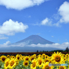ひまわりと富士山