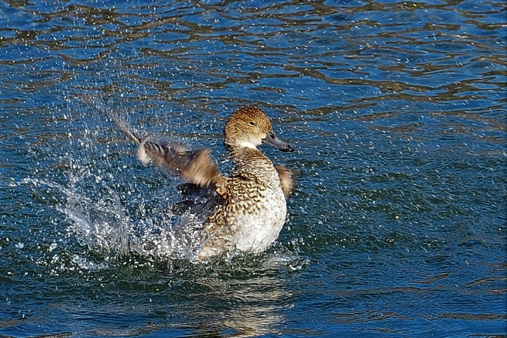 暴れるカモ？
