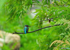 雨のカワセミ