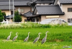 仲良し
