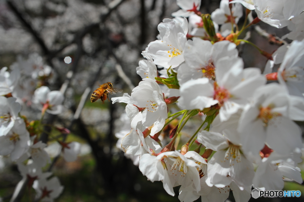 桜の蜜集め