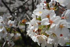 桜の蜜集め