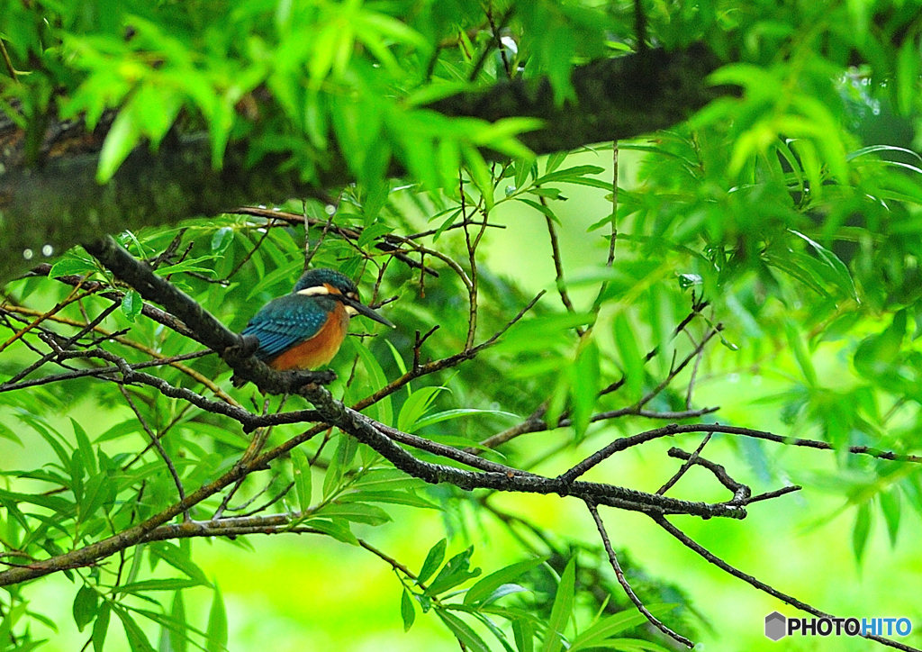 雨のカワセミ