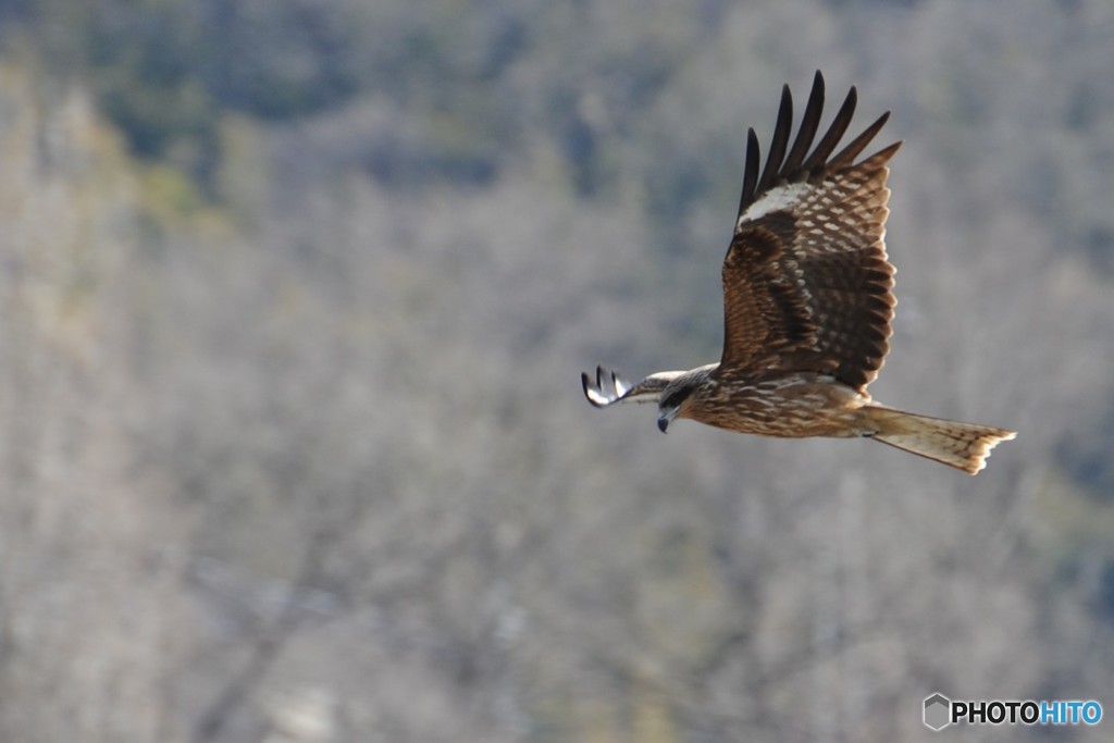 鳶の餌探し