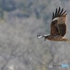 鳶の餌探し