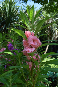 鳳仙花・・・自宅にて