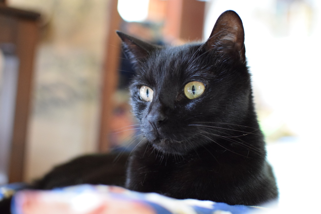 cat
