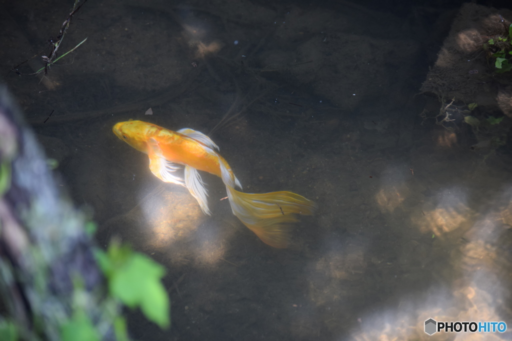この魚の種類はなんでしょうか？